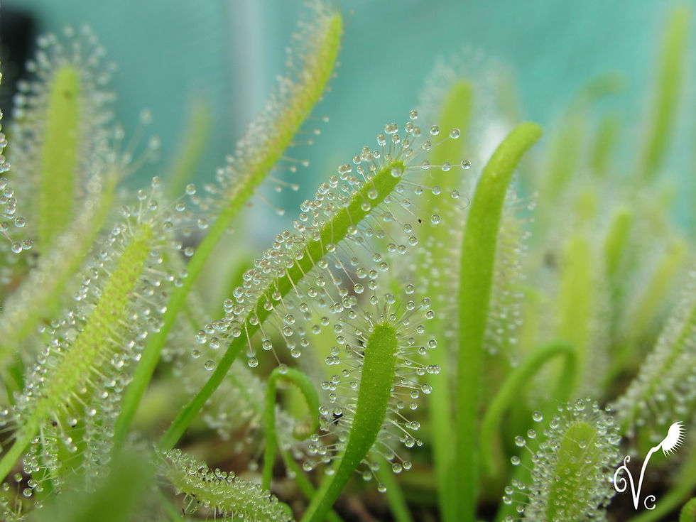 Miniature : Drosera Capensis Albinos