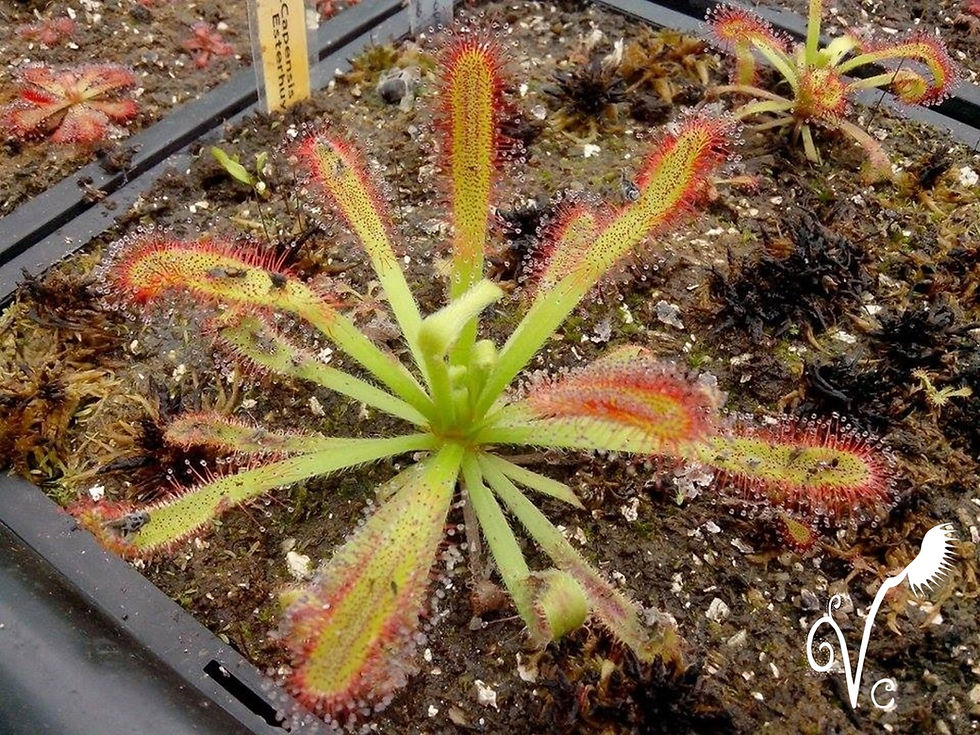Miniature : Drosera Capensis x esterhuyseniae