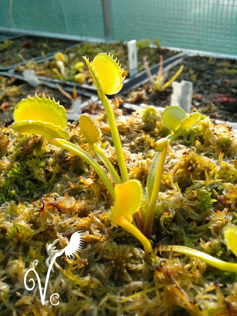 Miniature : Dionaea "Werewolf"