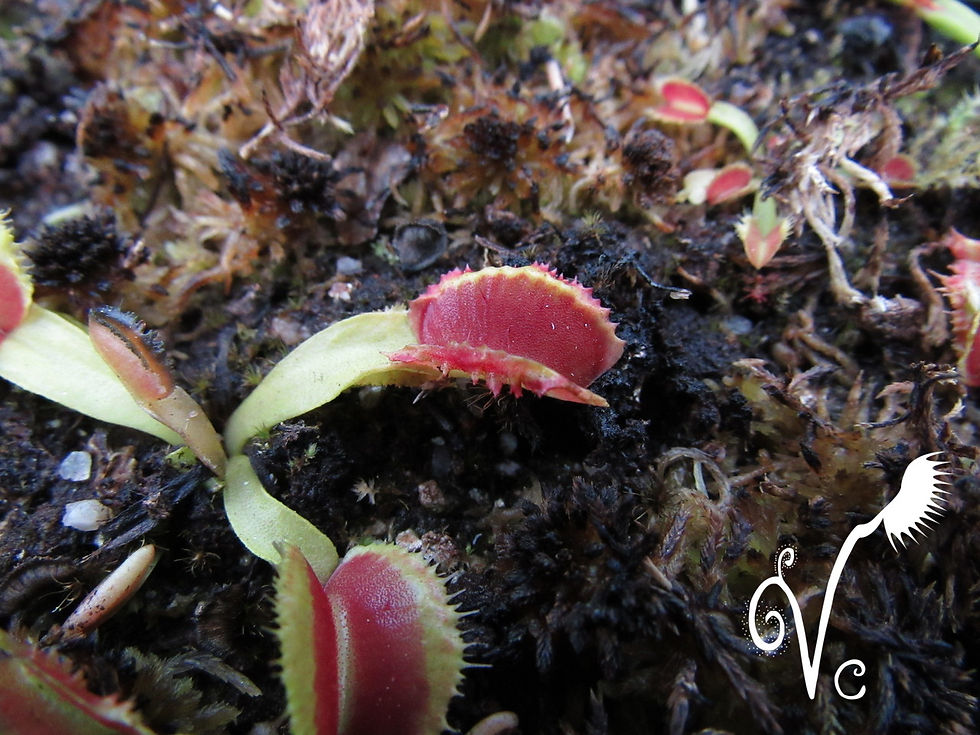 Miniature : Dionaea 'Fire mouth'
