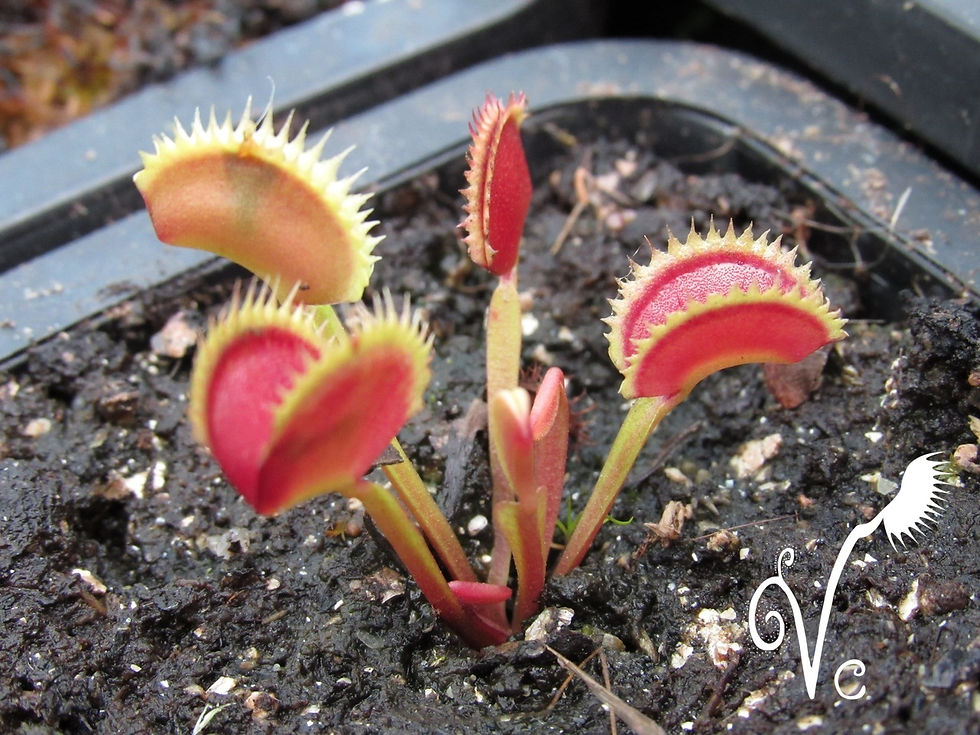 Miniature : Dionaea '005'