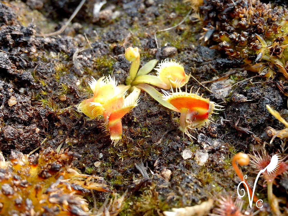 Miniature : Dionaea Tremor