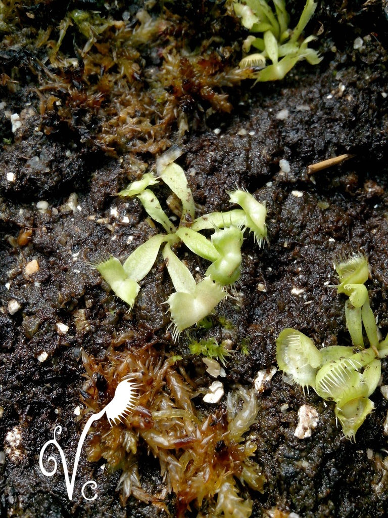Miniature : Dionaea Spiderman