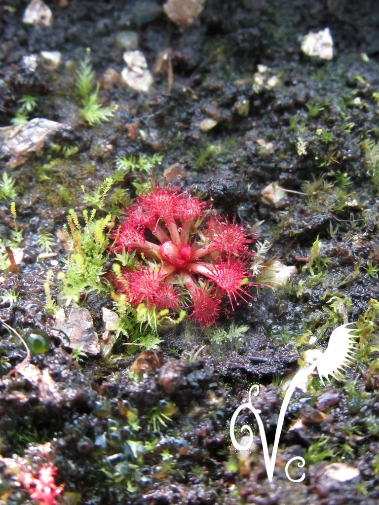 Miniature : Drosera Felix