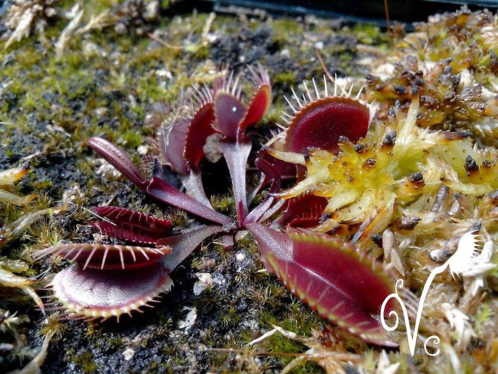 Miniature : Dionaea Red Fused Petiole