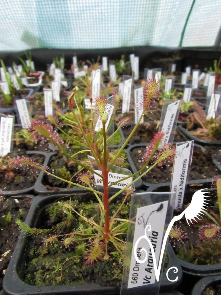 Miniature : Drosera Vc 'Araucaria'