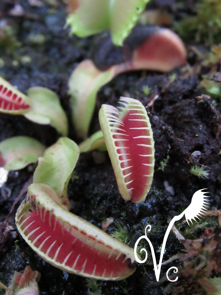 Miniature : Dionaea Vc 'White Smiley'