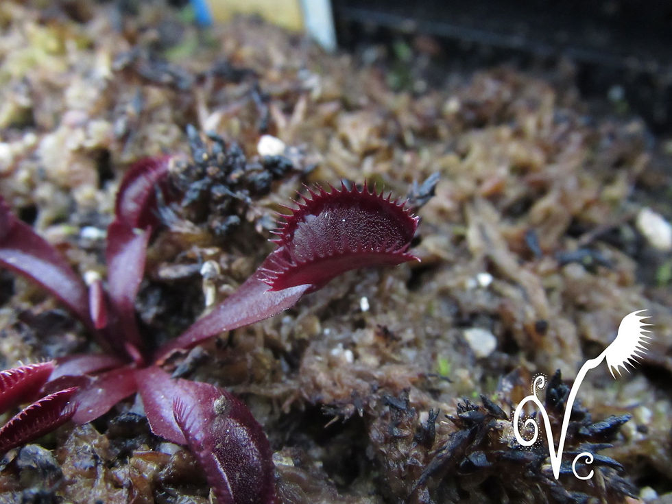Miniature : Dionaea 'Little devil'