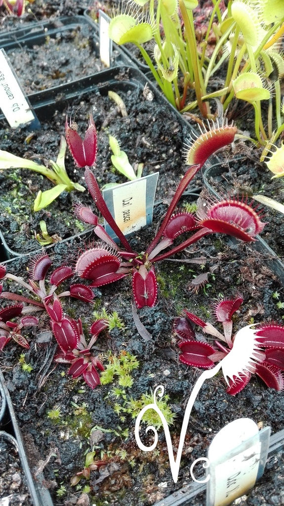 Miniature : Dionaea 'X1  Pascal'
