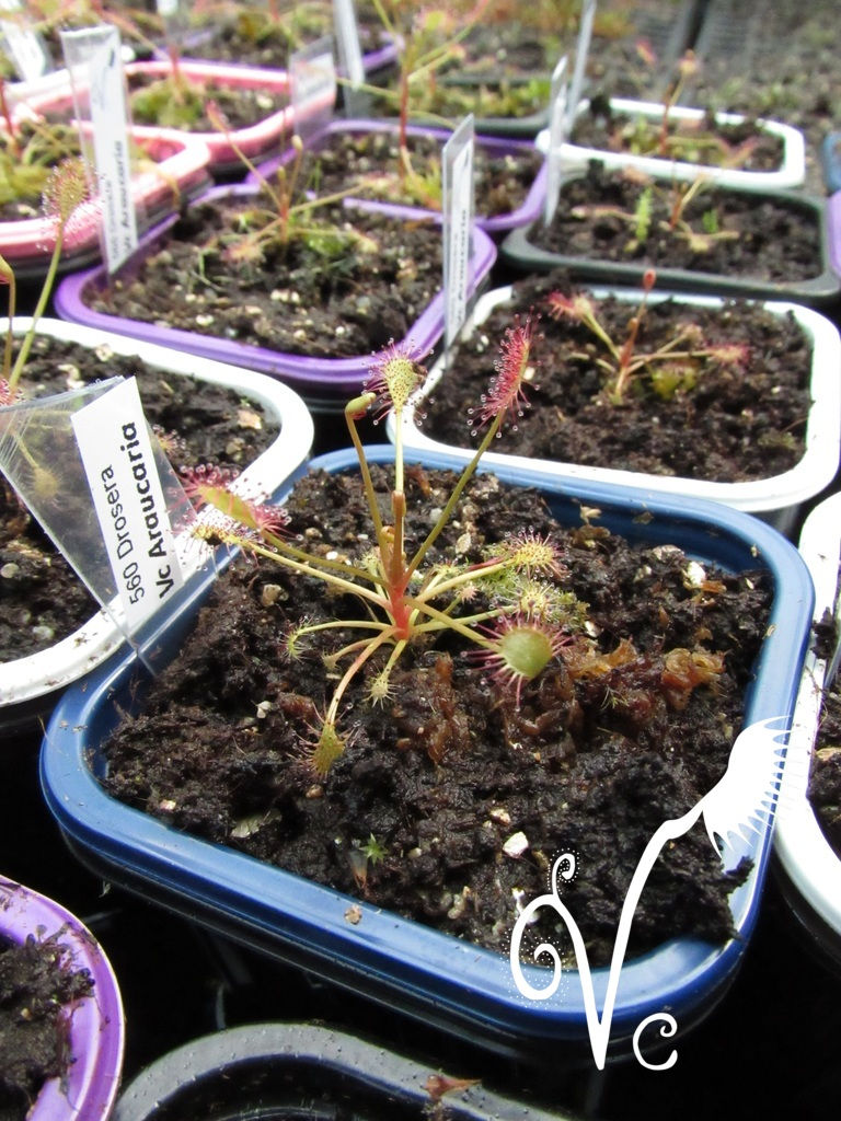 Miniature : Drosera Vc 'Araucaria'