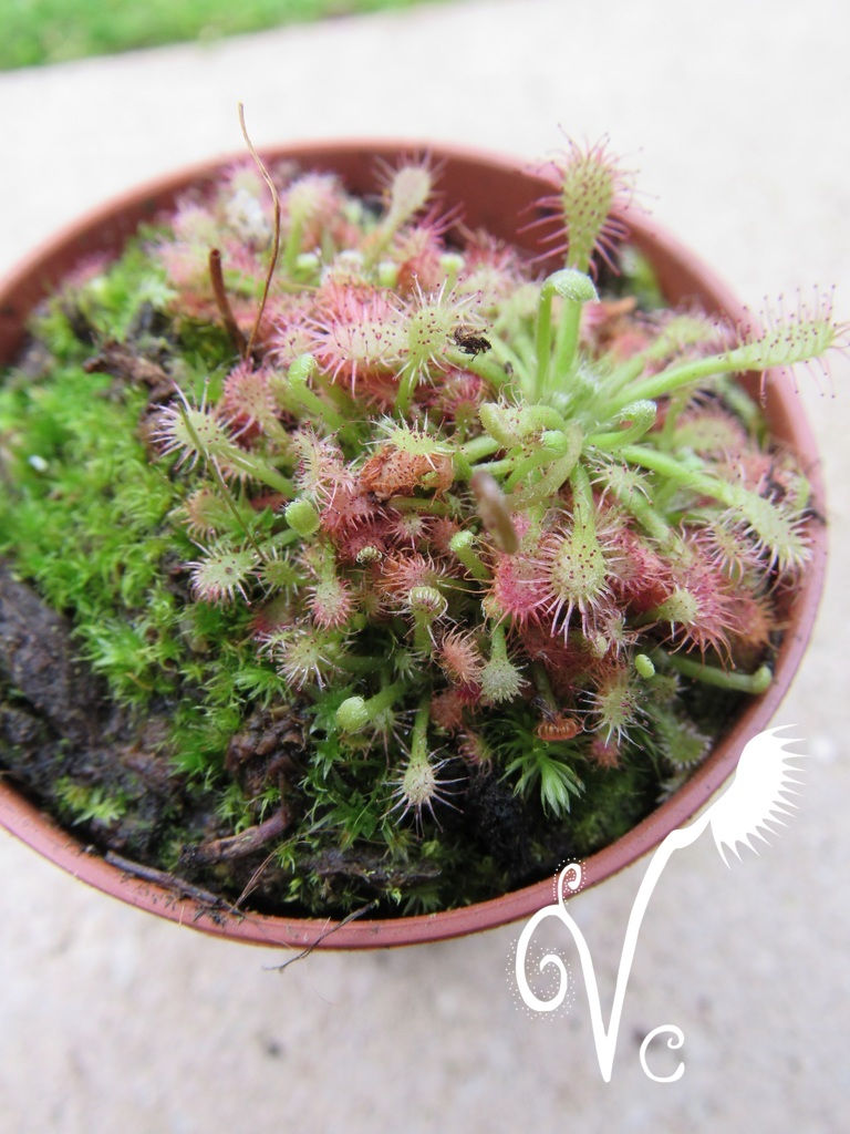 Miniature : Drosera 'Roraimae'