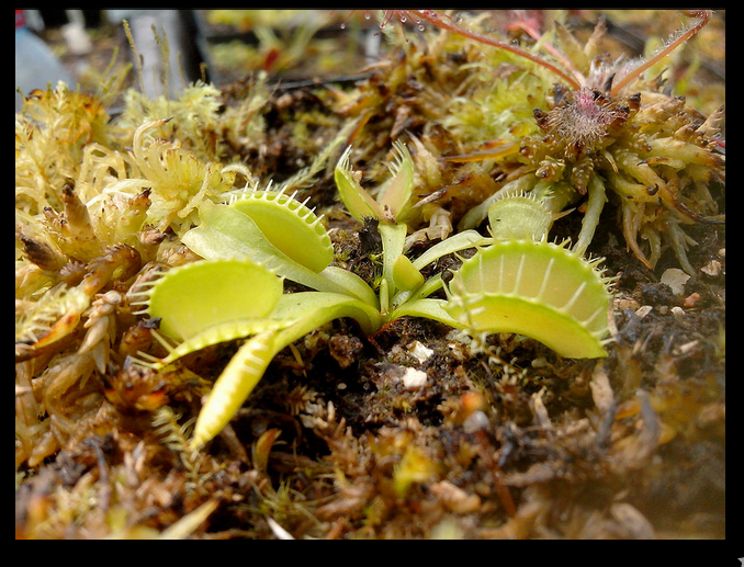 Miniature : Dionaea Harmony