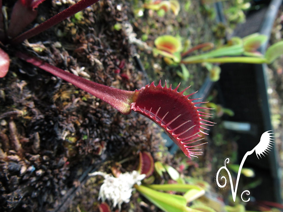 Miniature : Dionaea Red Fused Petiole