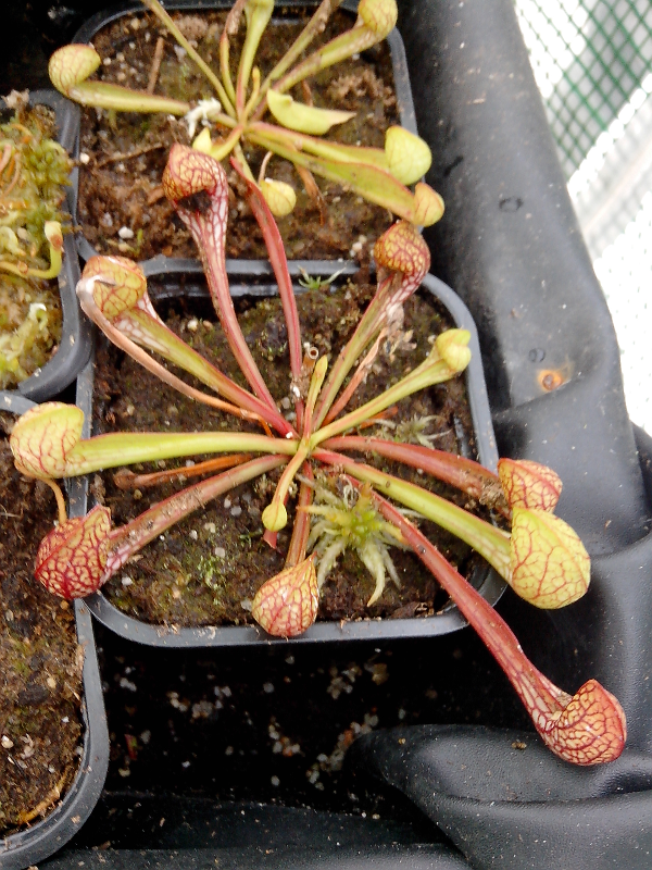 Miniature : Sarracenia Piittacina