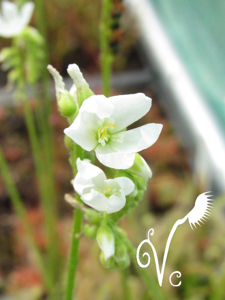 Miniature : Drosera Capensis Albinos