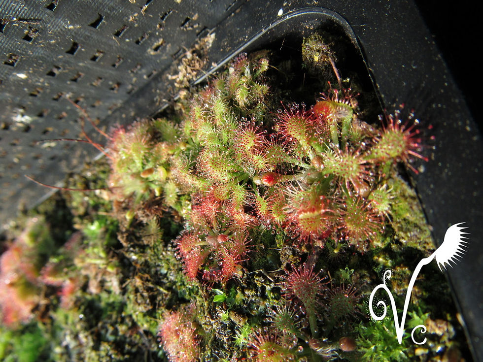 Miniature : Drosera Natalensis