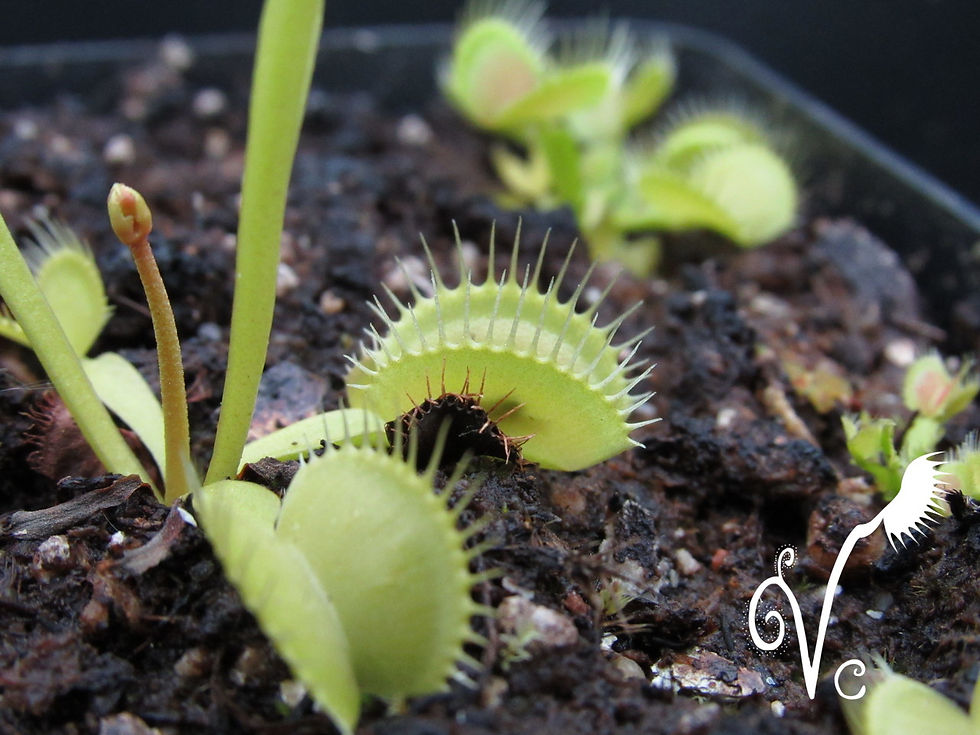 Miniature : Dionaea 'M20'