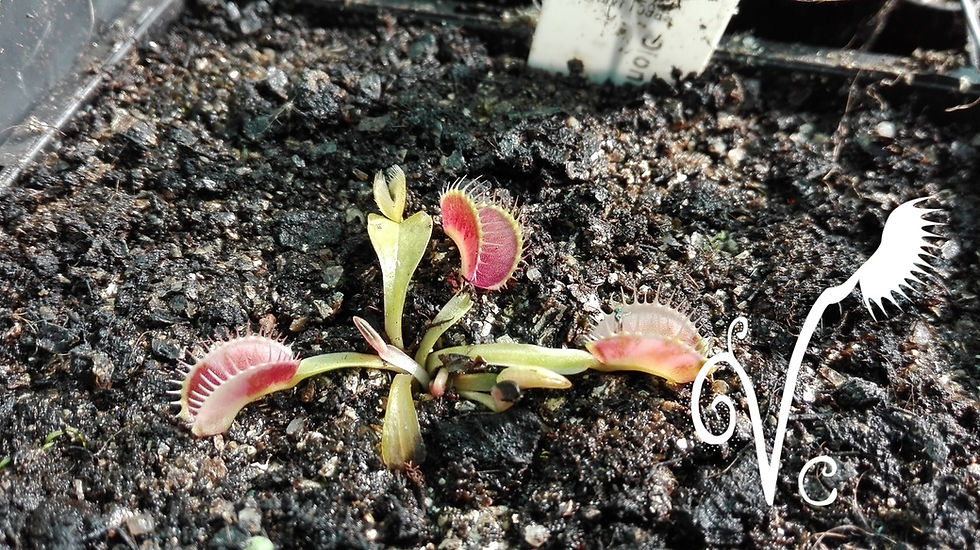 Miniature : Dionaea 'Siberia'