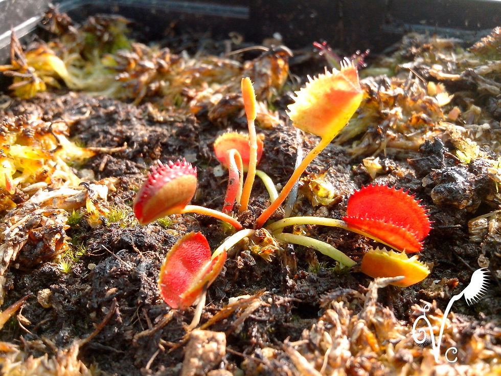 Miniature : Dionaea 'Korean Moledy Shark'