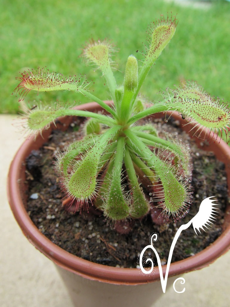 Miniature : Drosera X Corinthiaca