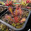 Miniature : Drosera Nidiformis