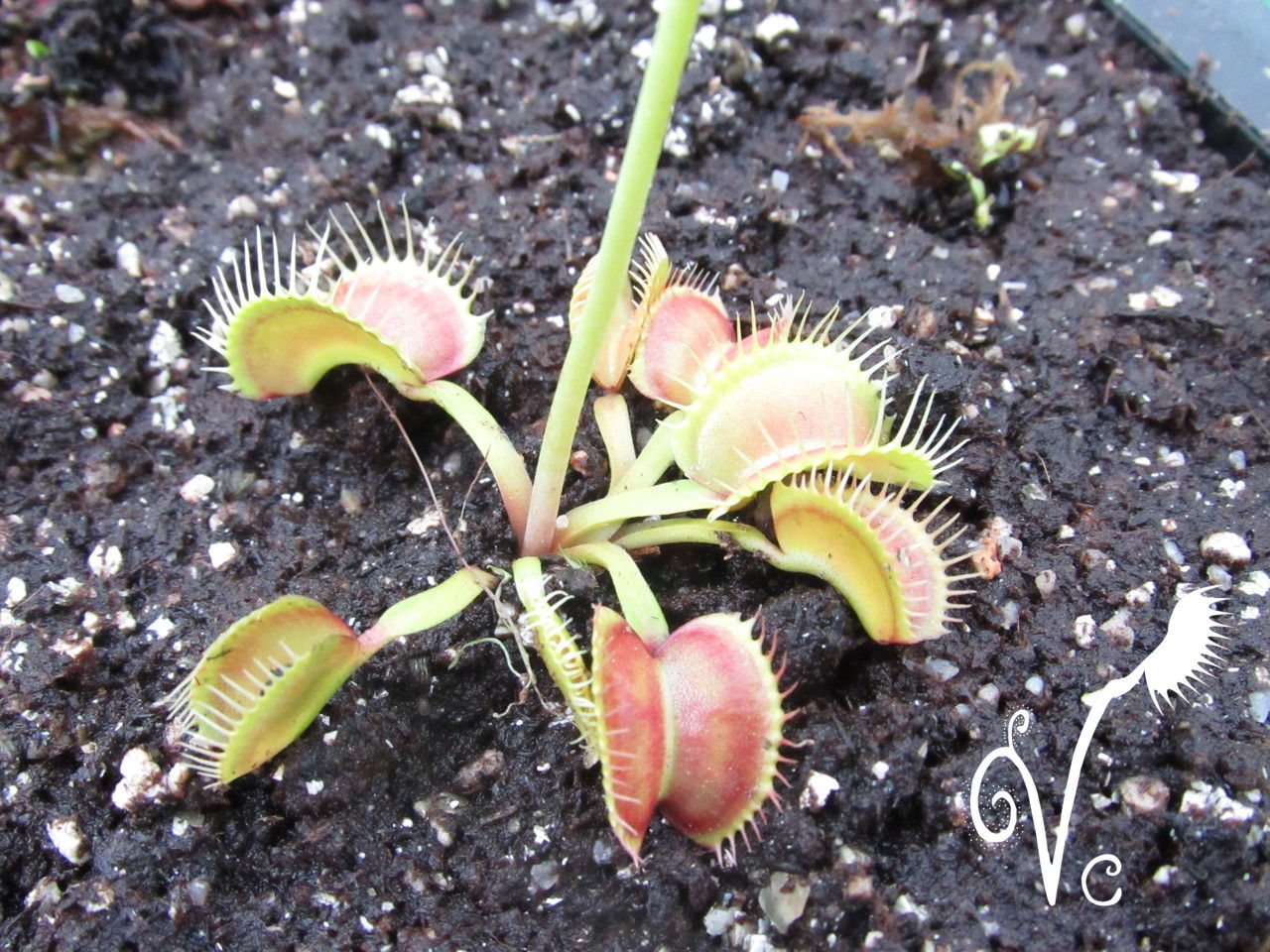 Dionaea 'Yellow'