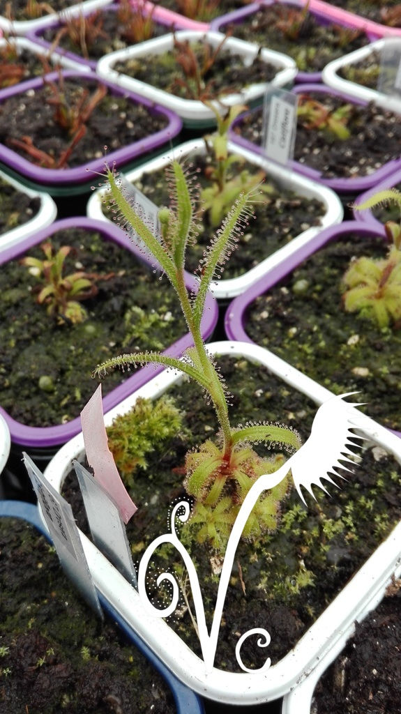 Miniature : Drosera Cistiflora