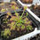 Miniature : Drosera Vc 'Rotedia'