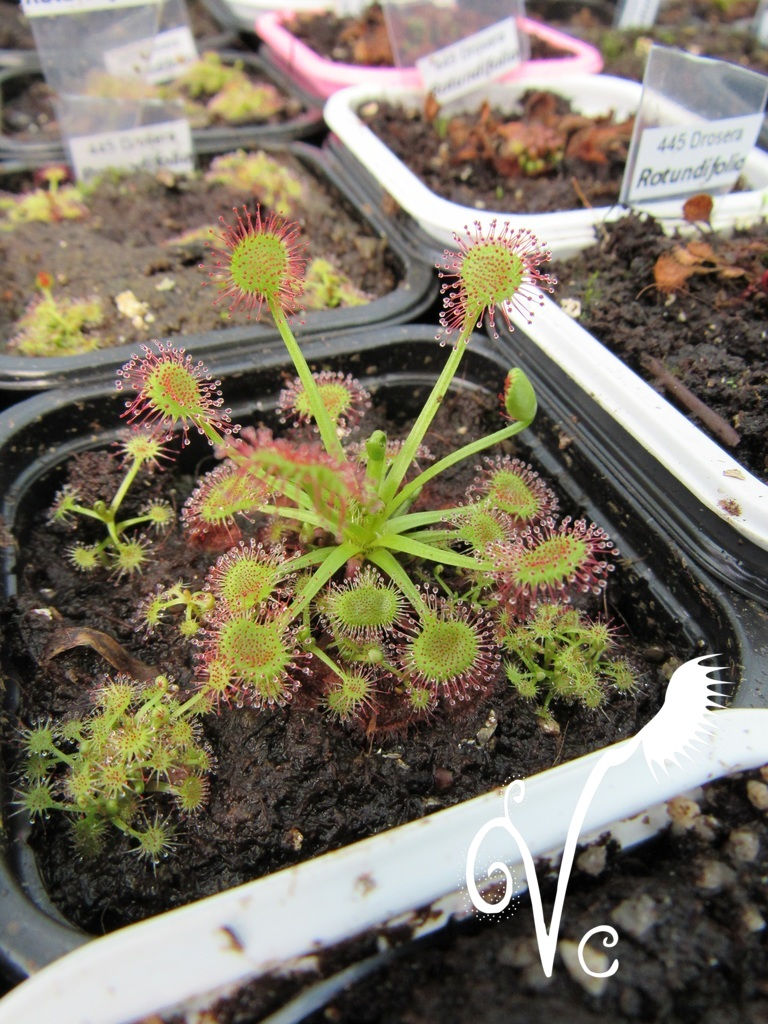Miniature : Drosera Vc 'Rotedia'