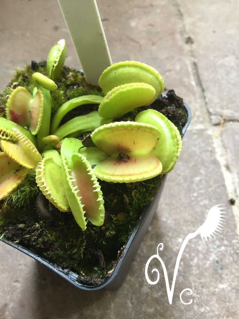 Miniature : Dionaea 'Coquillage'