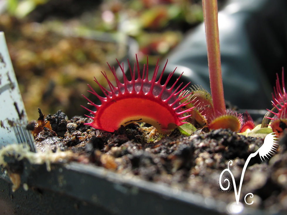 Miniature : Dionaea 'Lip stick'