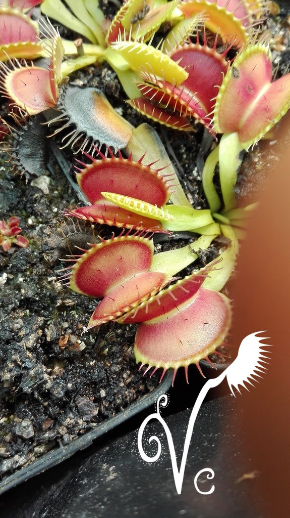Miniature : Dionaea 'YD Abricot'