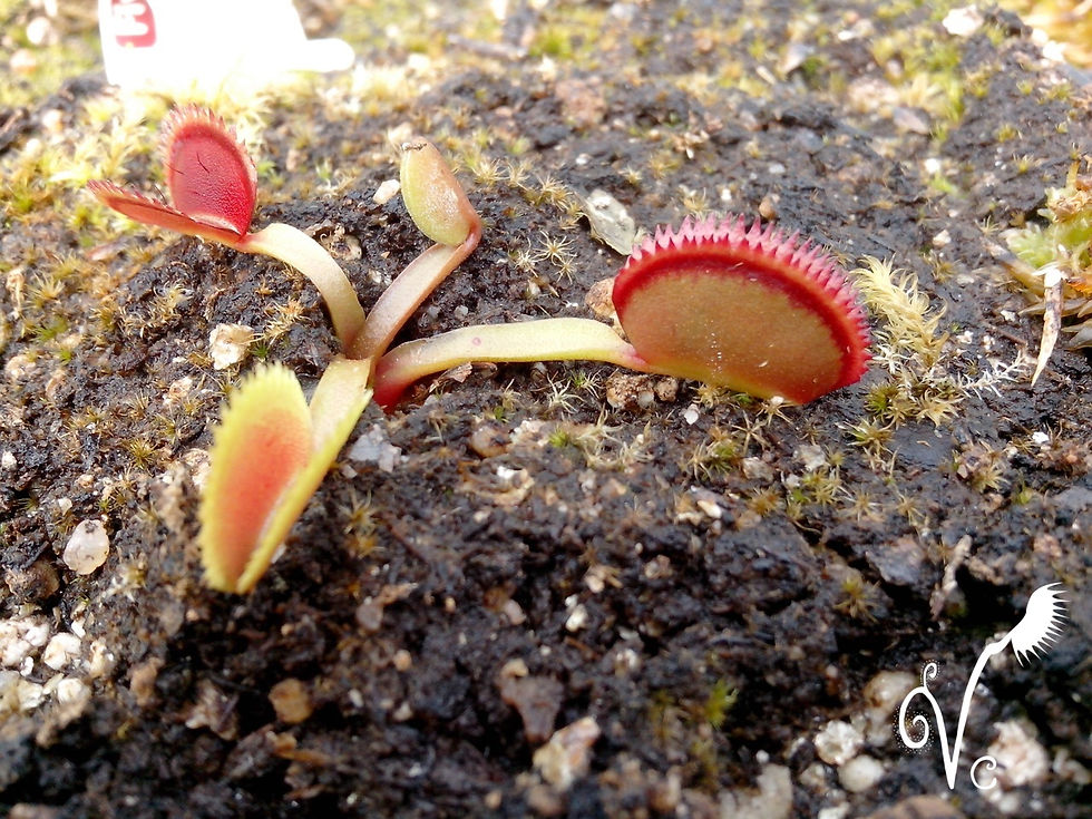 Miniature : Dionaea Razoorback