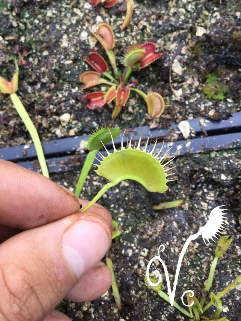 Miniature : Dionaea 'Green Swaps'