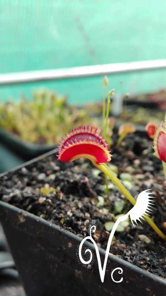 Miniature : Dionaea '022'
