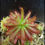 Miniature : Drosera Graomogolensis