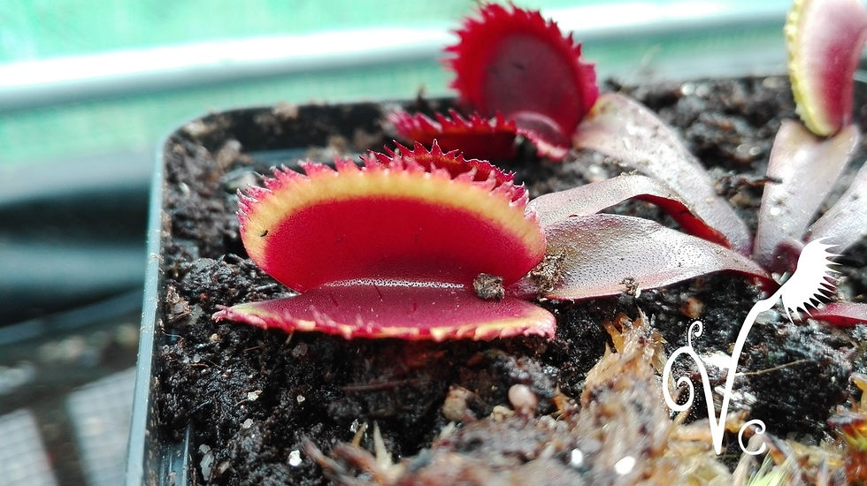 Miniature : Dionaea 'Scarlet Bristel'