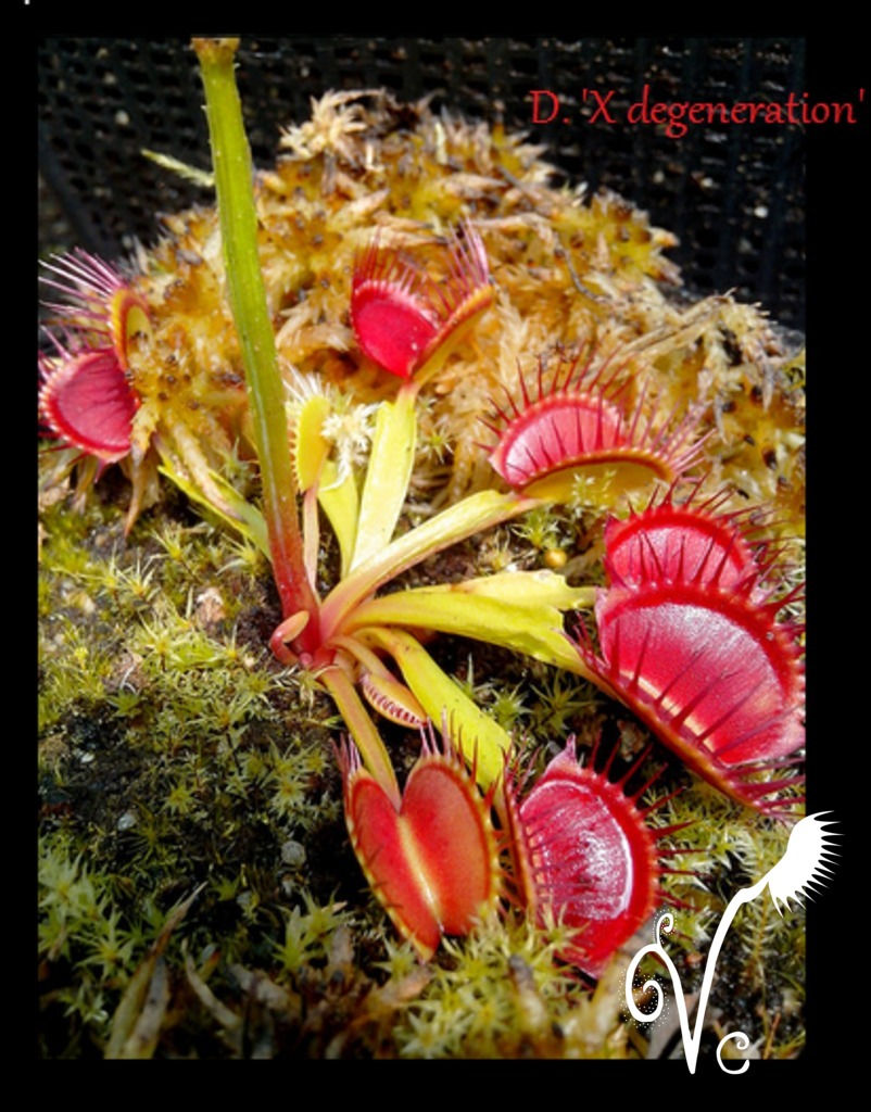 Miniature : Dionaea "Dégénération"