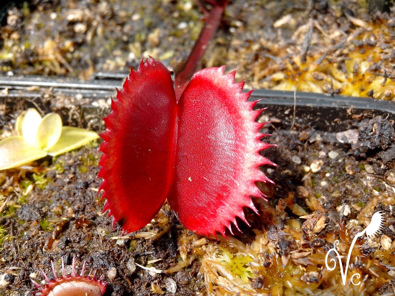Dionaea Red Piranha