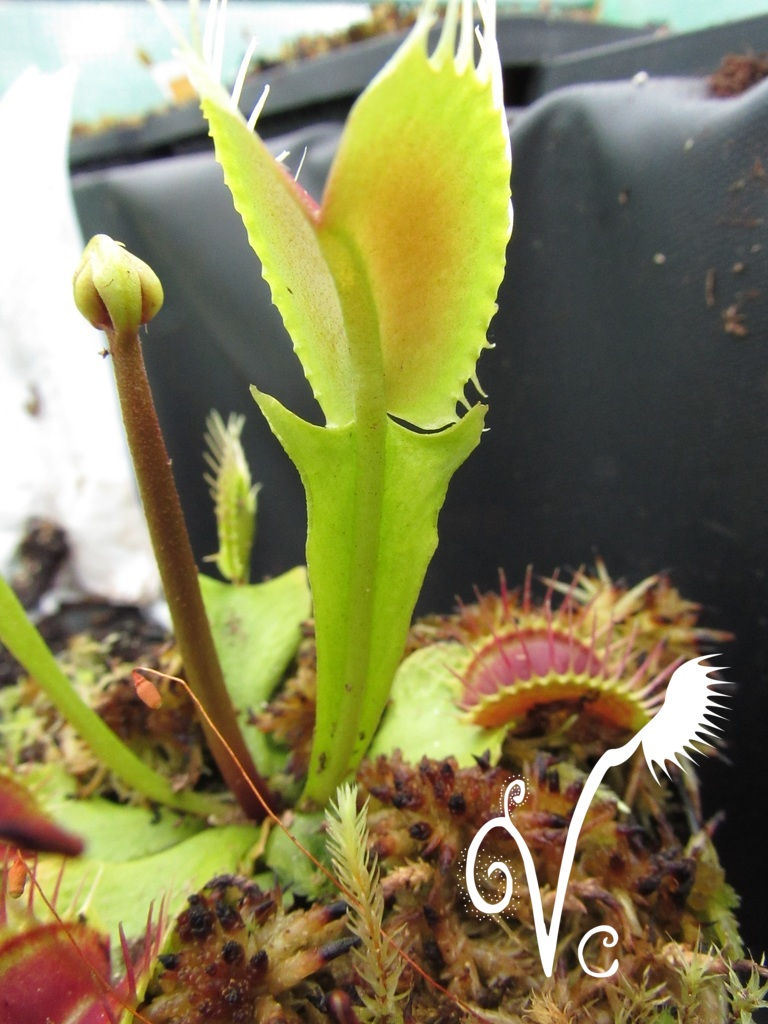Miniature : Dionaea 'Fangzahn'