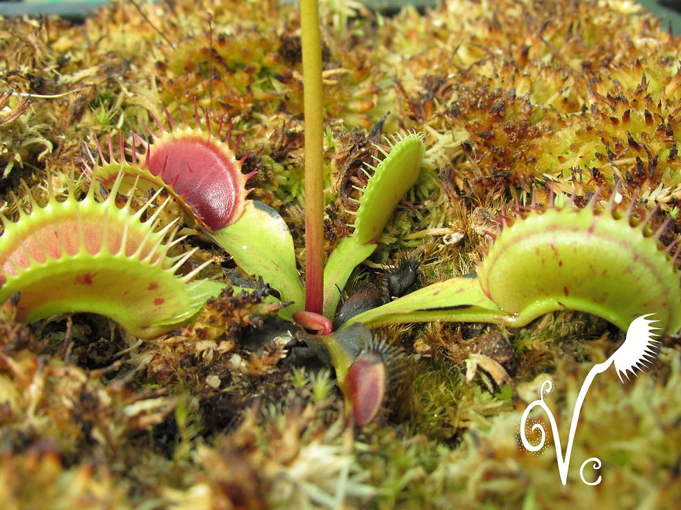 Miniature : Dionaea Flat Spoted
