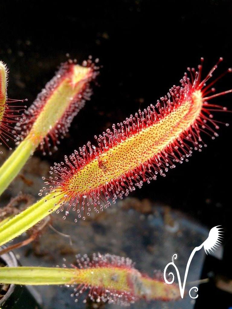 Miniature : Drosera Capensis ''Baineskloof pass''