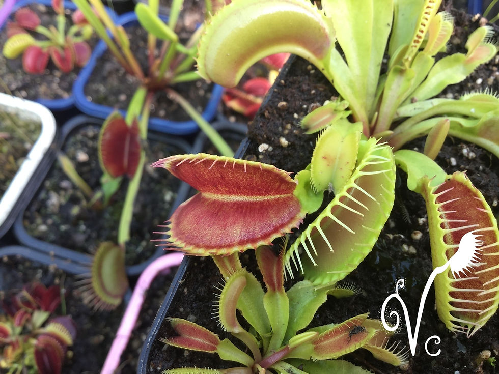 Miniature : Dionaea 'Vc Grande Gueule'
