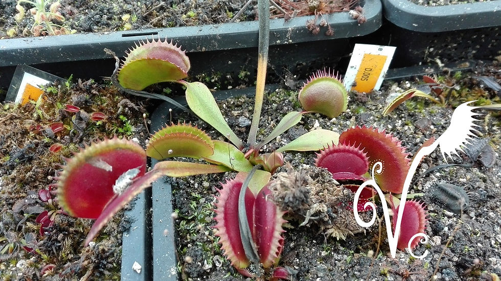 Miniature : Dionaea '005'