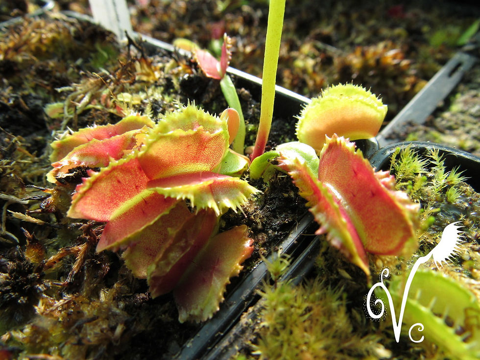 Miniature : Dionaea 'Freacky Star'