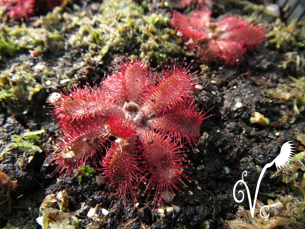 Miniature : Drosera Montana Var Montana