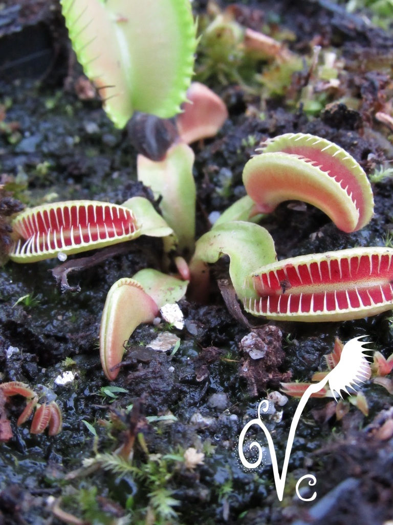 Miniature : Dionaea Vc 'White Smiley'