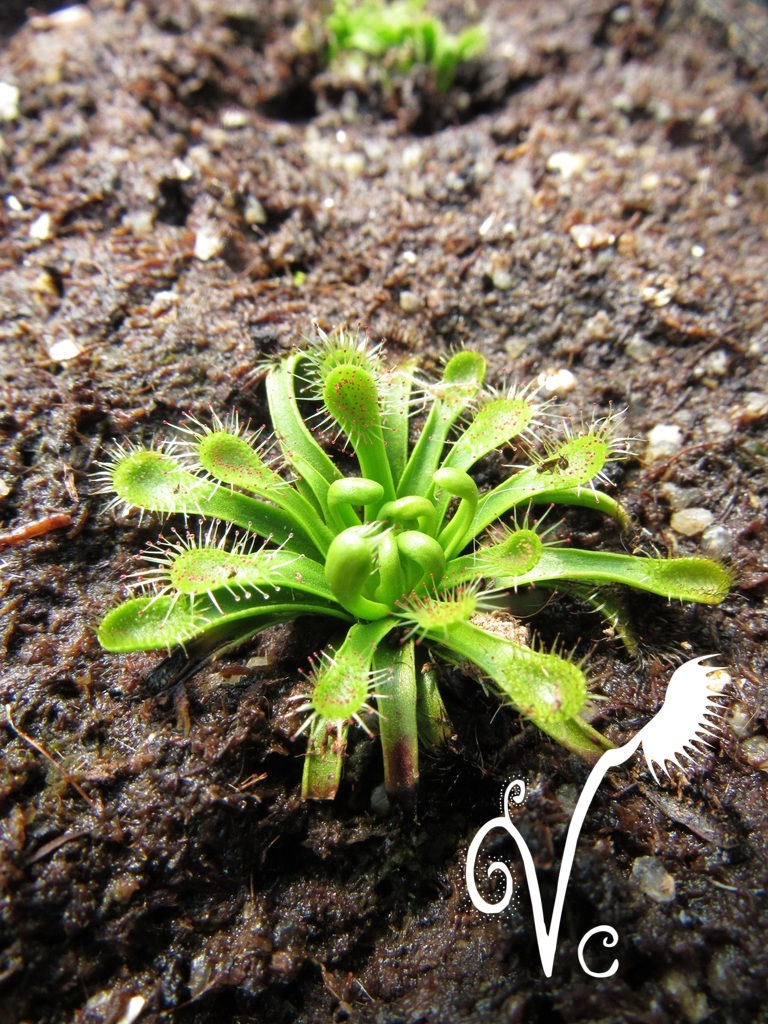 Miniature : Drosera Stenopetala {Tararua Ranges, New Zealand}