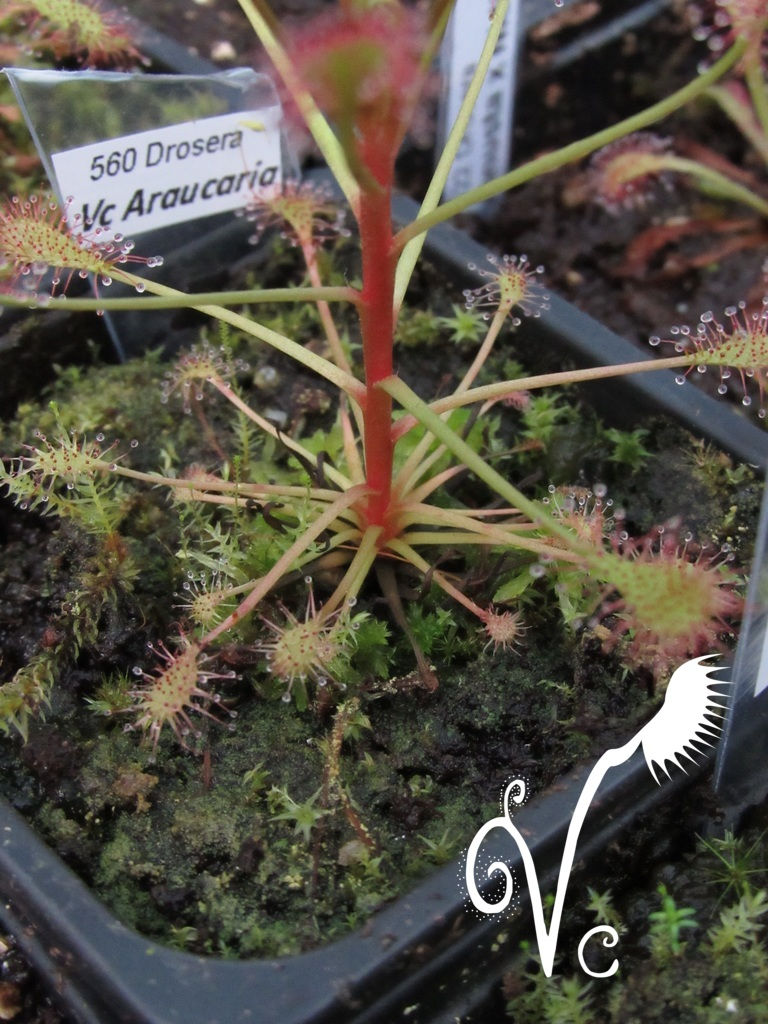 Miniature : Drosera Vc 'Araucaria'