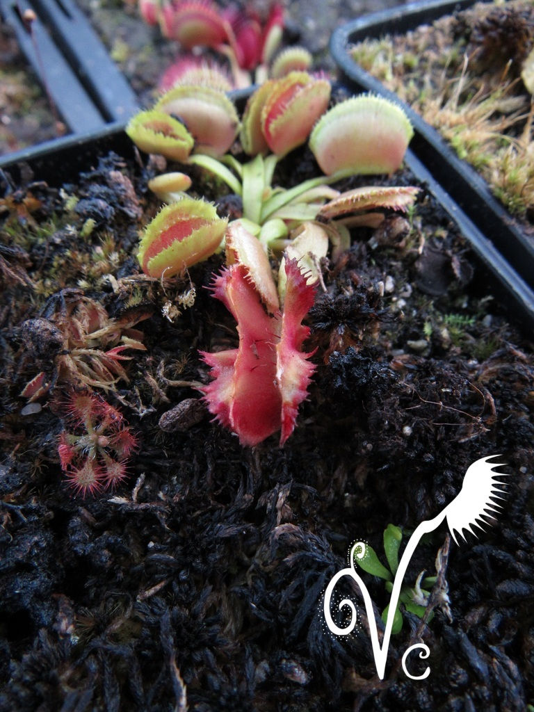 Miniature : Dionaea 'Freacky Star'